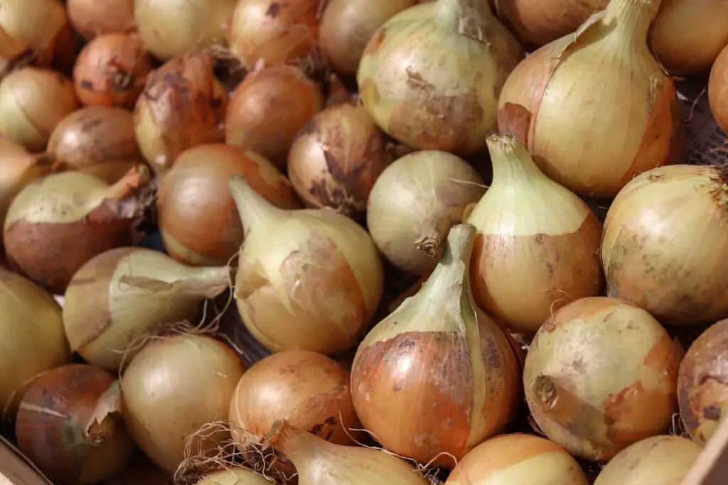 An image of newly harvested onions.