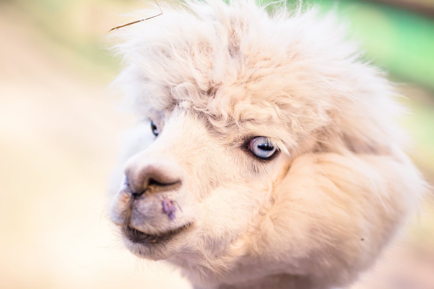 An image of a white cute llama-alpaca with blue eyes