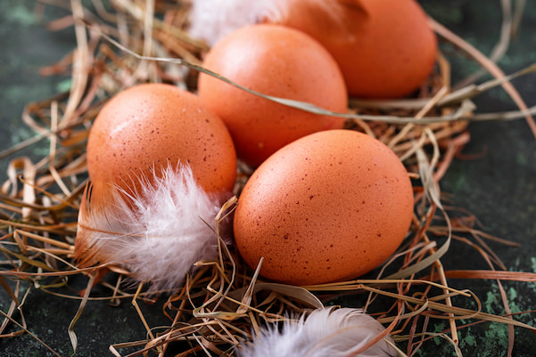 What Time of the Year Do Chickens Lay Fewer Eggs? Cold VS Hot Weather