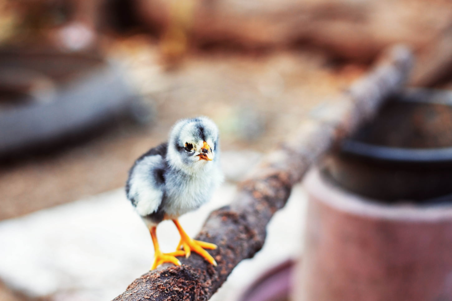An image of a baby chicken on a branch in the farm.