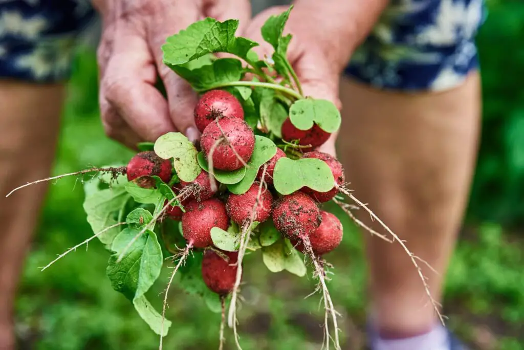 An image of Woman hands hold fresh radish crops.