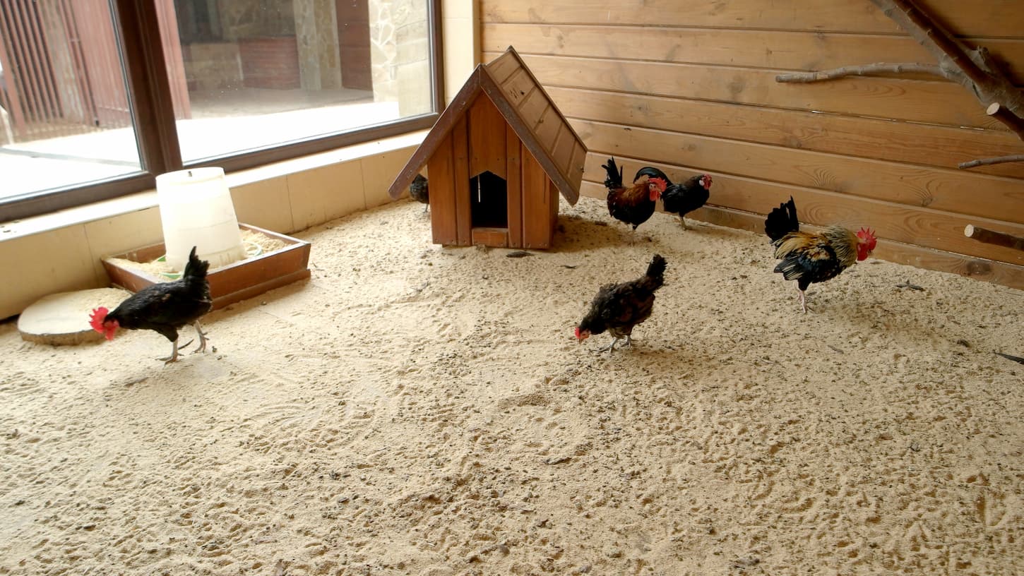 An image of hens and roosters in coop at modern farm. 