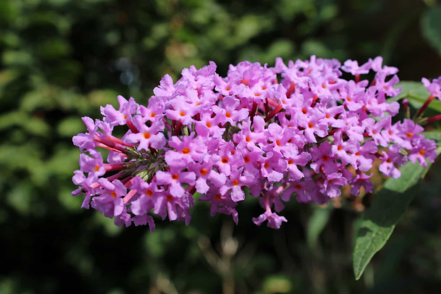 An image of pink butterfly bush plant.