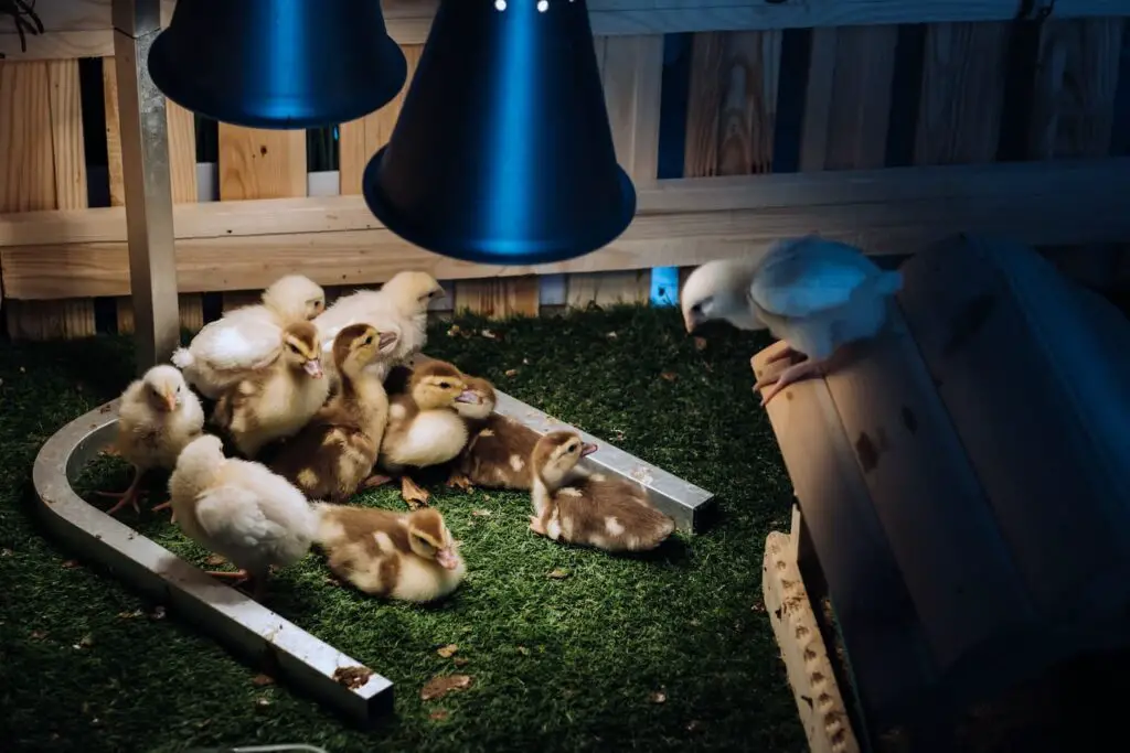 An image of small chickens and ducklings bask on the grass under a lamp in the yard.