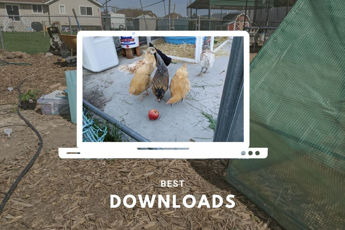 An image of our backyard with a graphic of a computer and our chickens with text overlay reading best downloads.