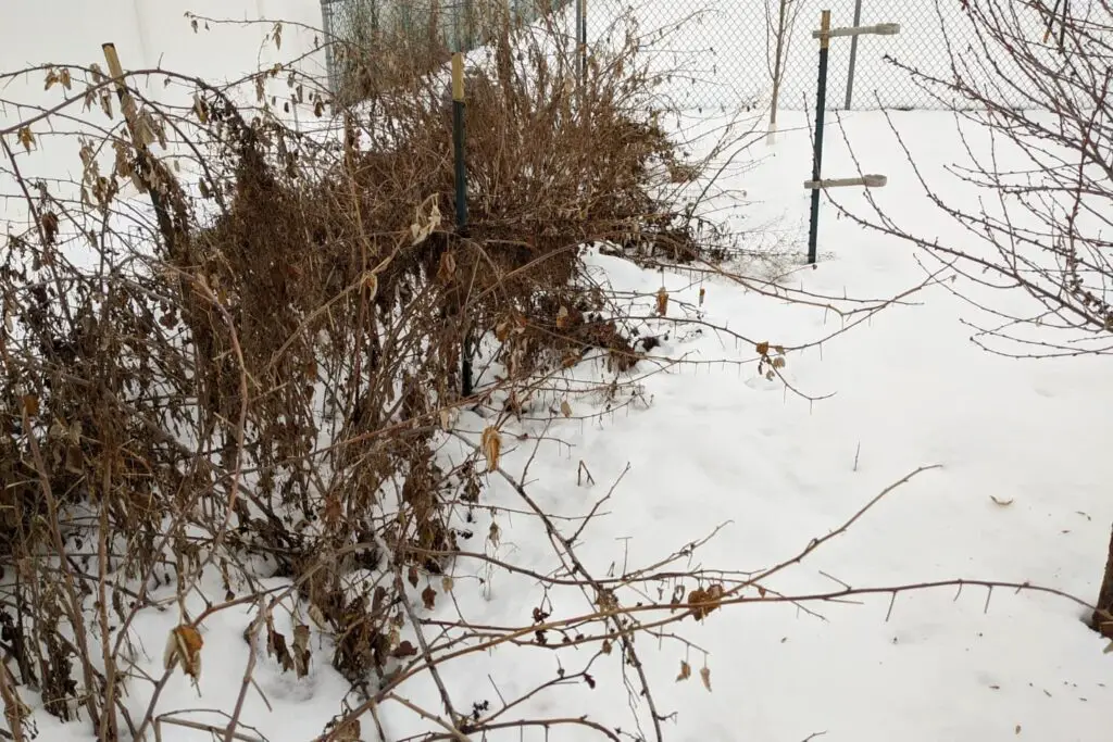An image of our raspberry plants in winter with 6 to 8 inches of snow