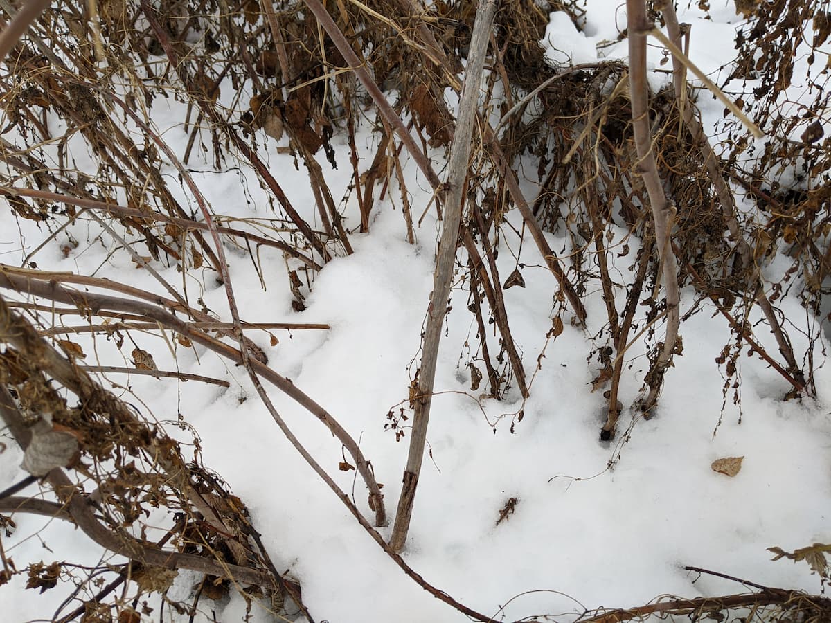An image of our raspberry plants in winter with 6 to 8 inches of snow