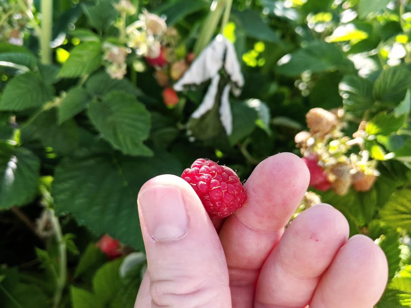 An image of freshly picked raspberry fruit in the garden.