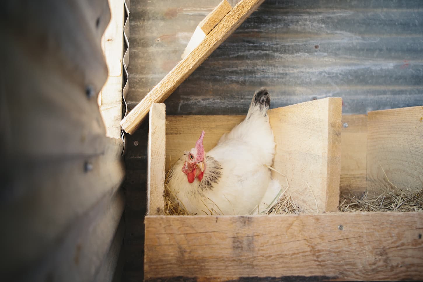 An image of a chicken laying an egg in a nest box in a henhouse.