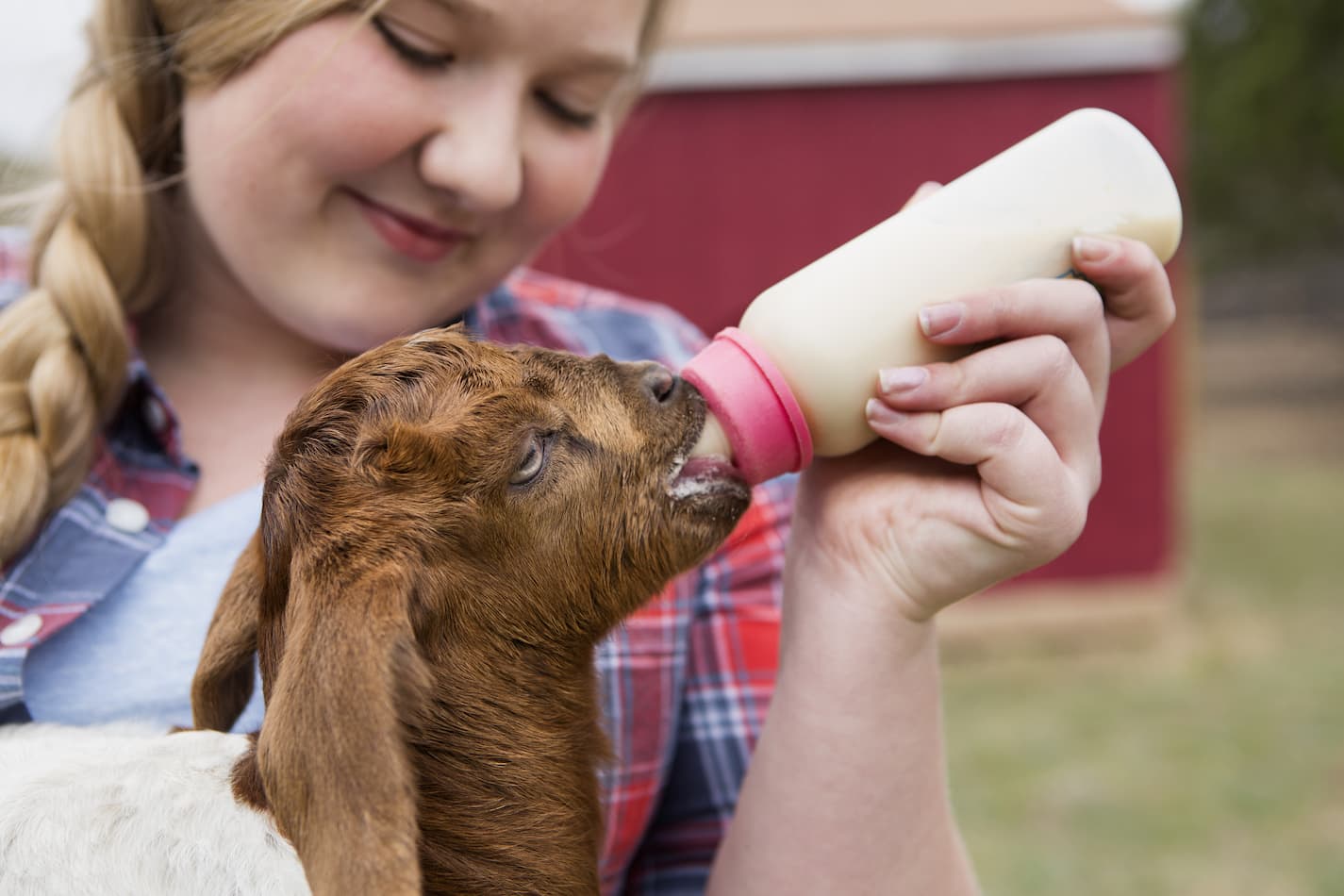 An image of a baby goat drinking milk out of a bottle