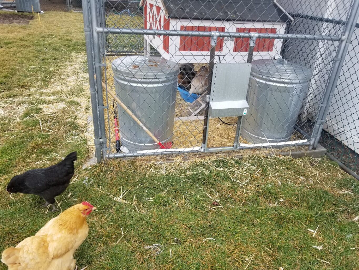 An image of chickens in front of an automatic chicken door in an outdoor run.