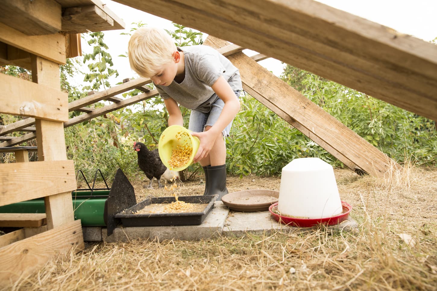 An image of a boy feeding chicken at chickenhouse in the garden.