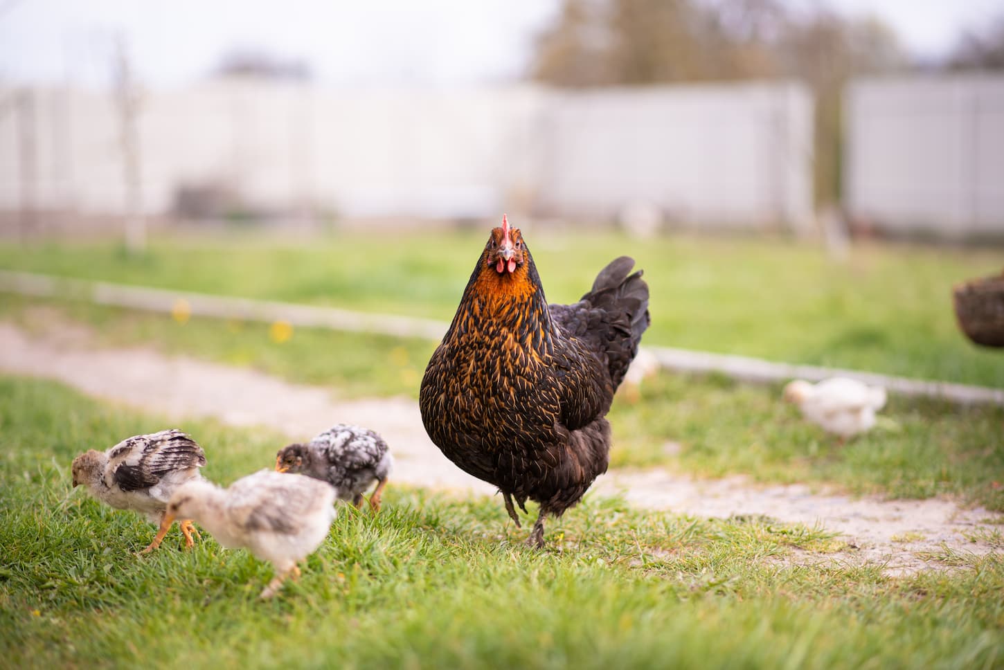 An image of a broody hen with her few weeks old chicks in the yard.