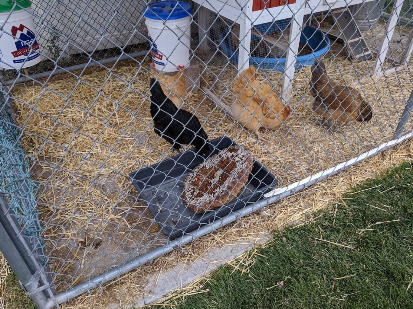 An image of chickens enjoying sunflower seeds direct from the source.