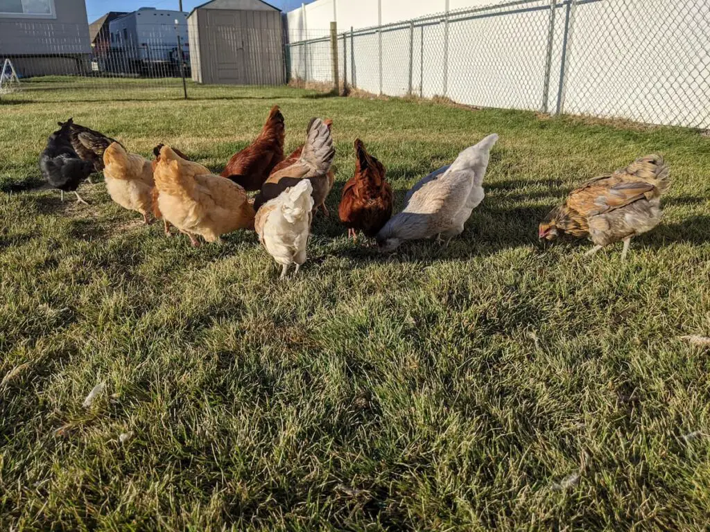 An image of our chickens free-ranging in our backyard.