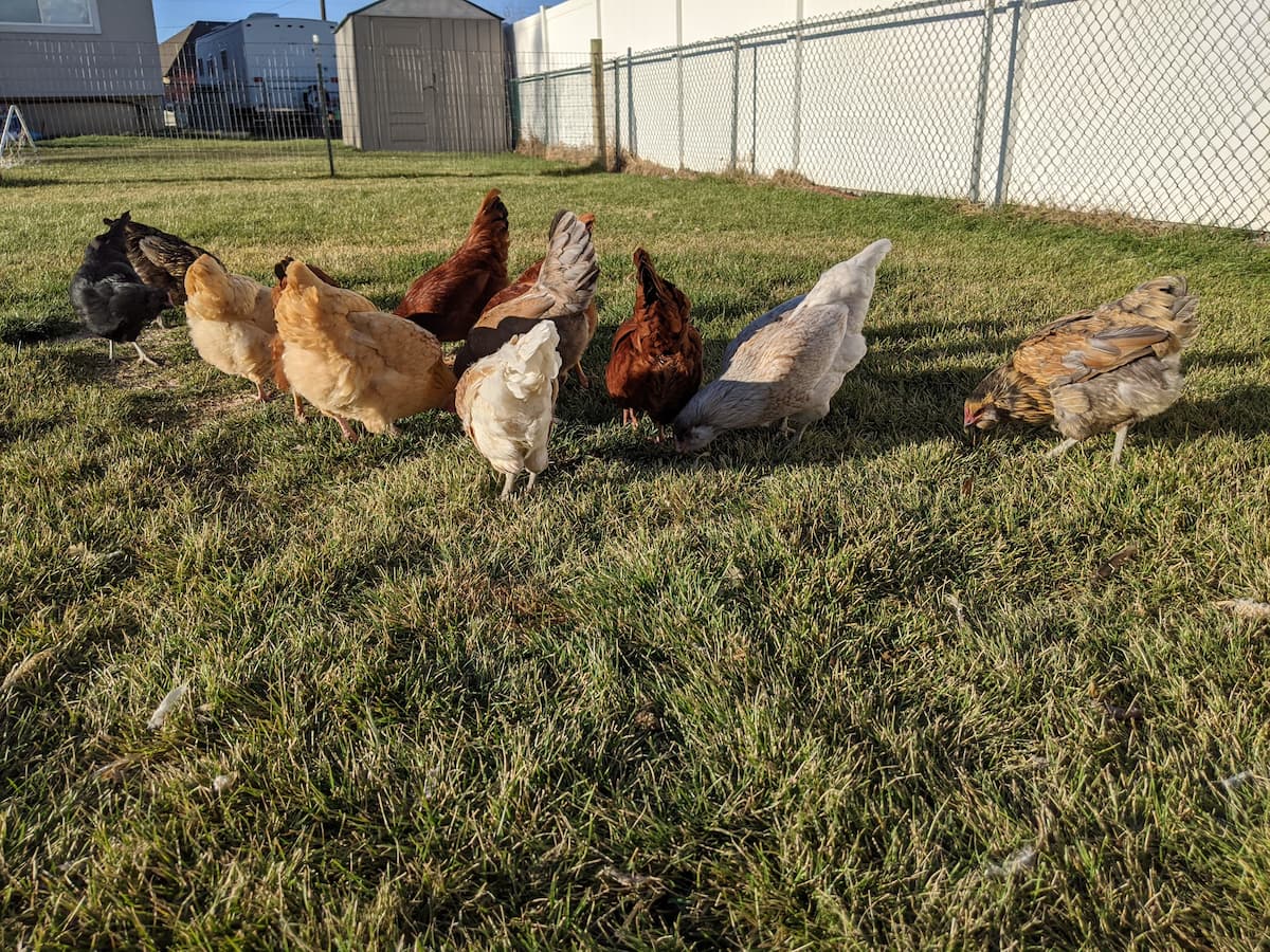 An image of our chickens free-ranging in our backyard.