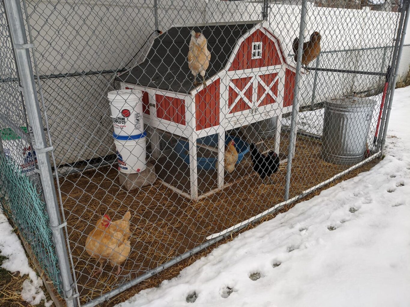 An image of chickens staying dry in the coop during winter.