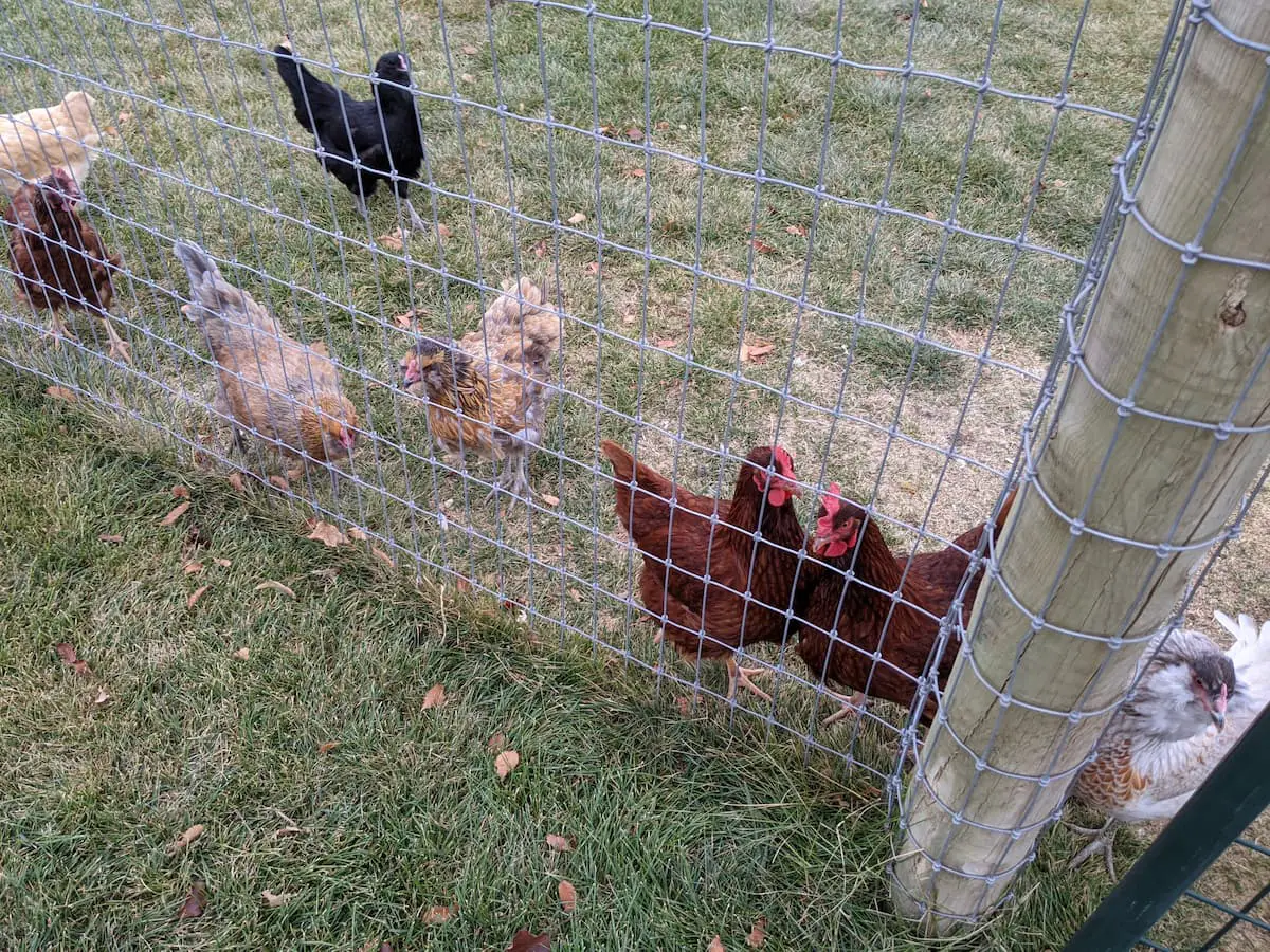 An image of eight of the Starr's chickens foraging in the grass in a backyard.