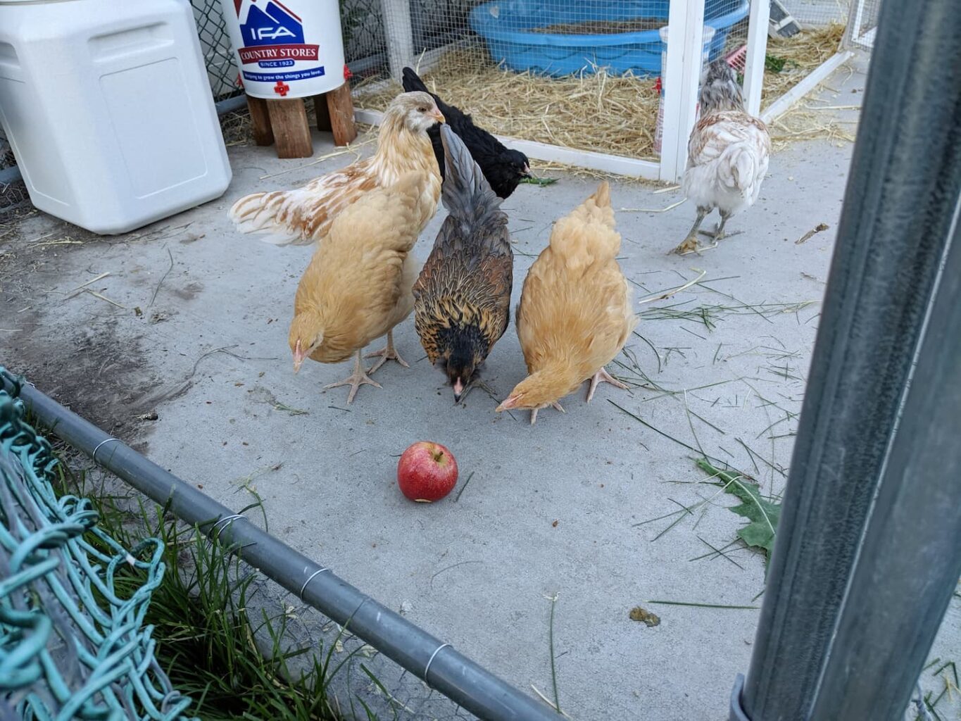 An image of chickens inspecting a new table scrap treat of an apple.