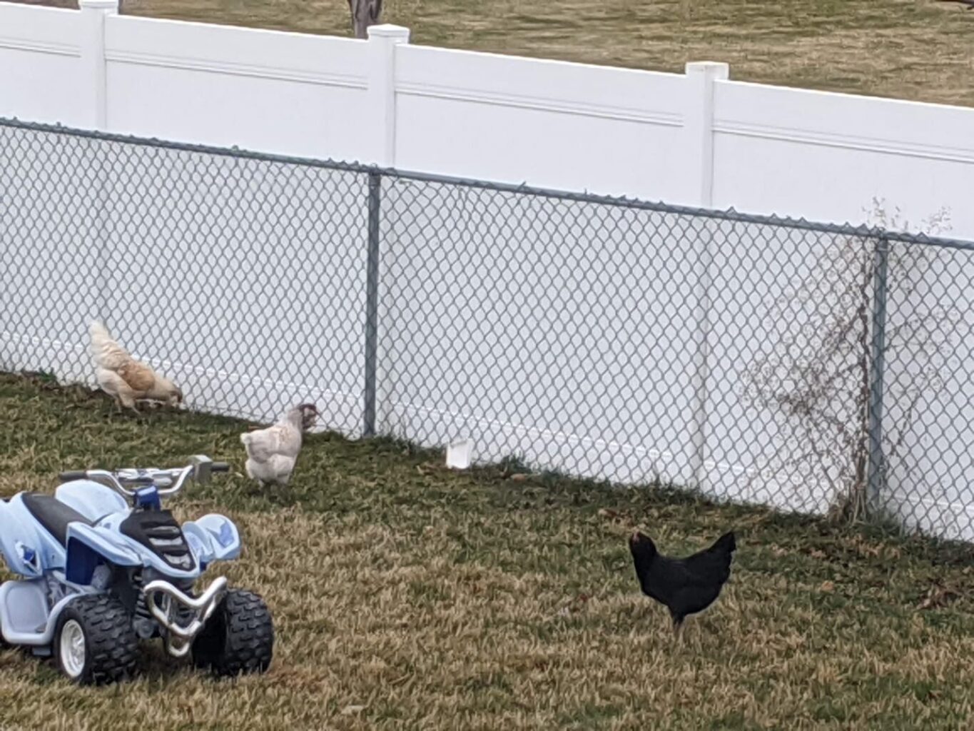 An image of chickens playing in the yard.