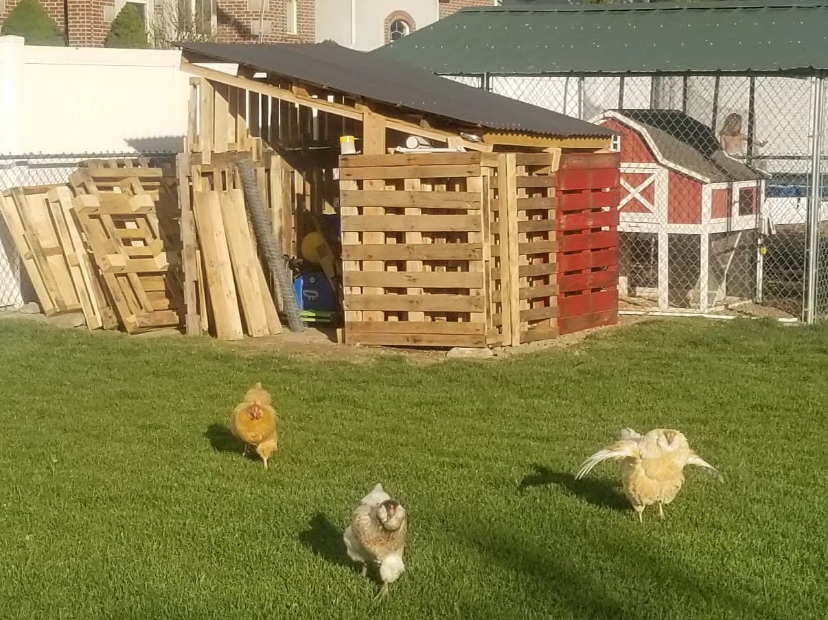 An image of our backyard chickens running towards me for a snack.