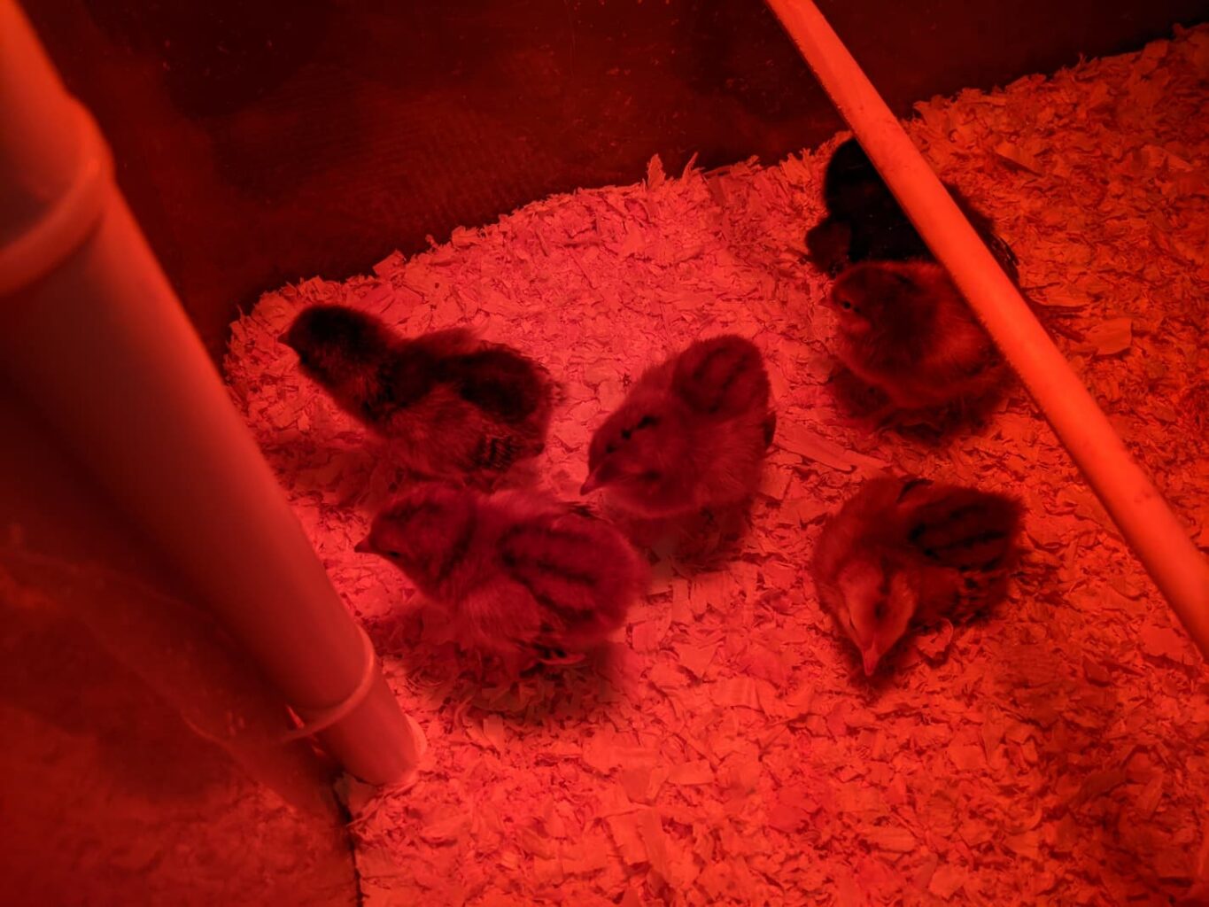An image of our chicks in the small brooder with a perch with the heat lamp on.