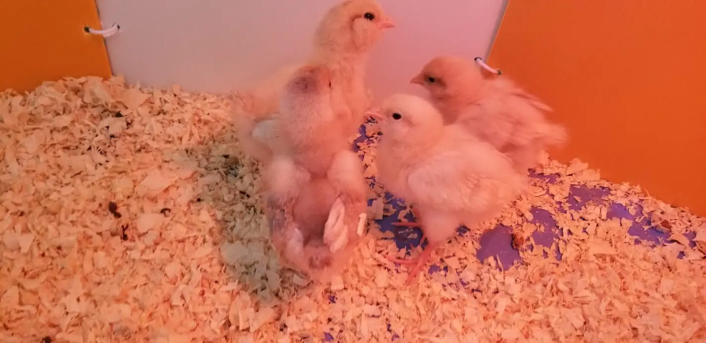 An image of four chicks inside a brooder.