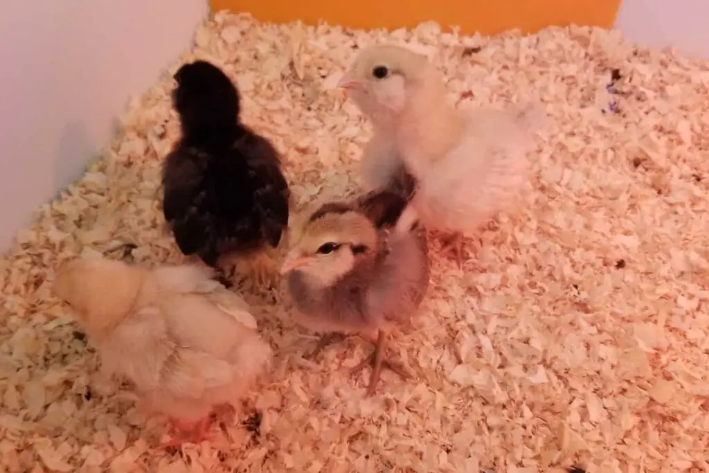 An image of four baby chicks playing in the big brooder.