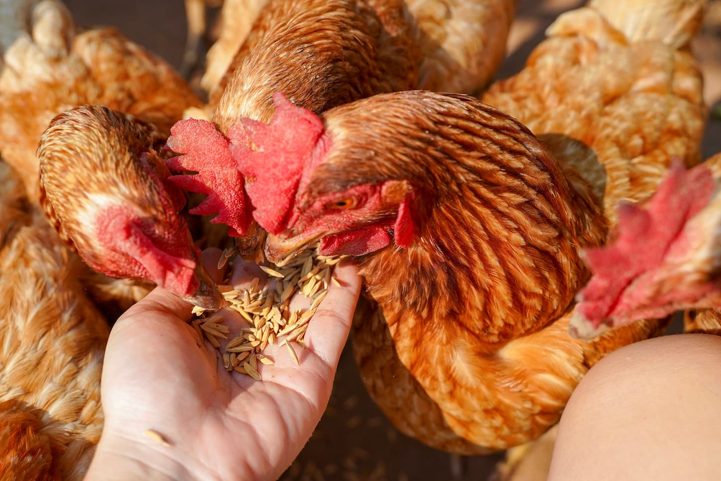 An image of chickens eating food from a woman's hand.