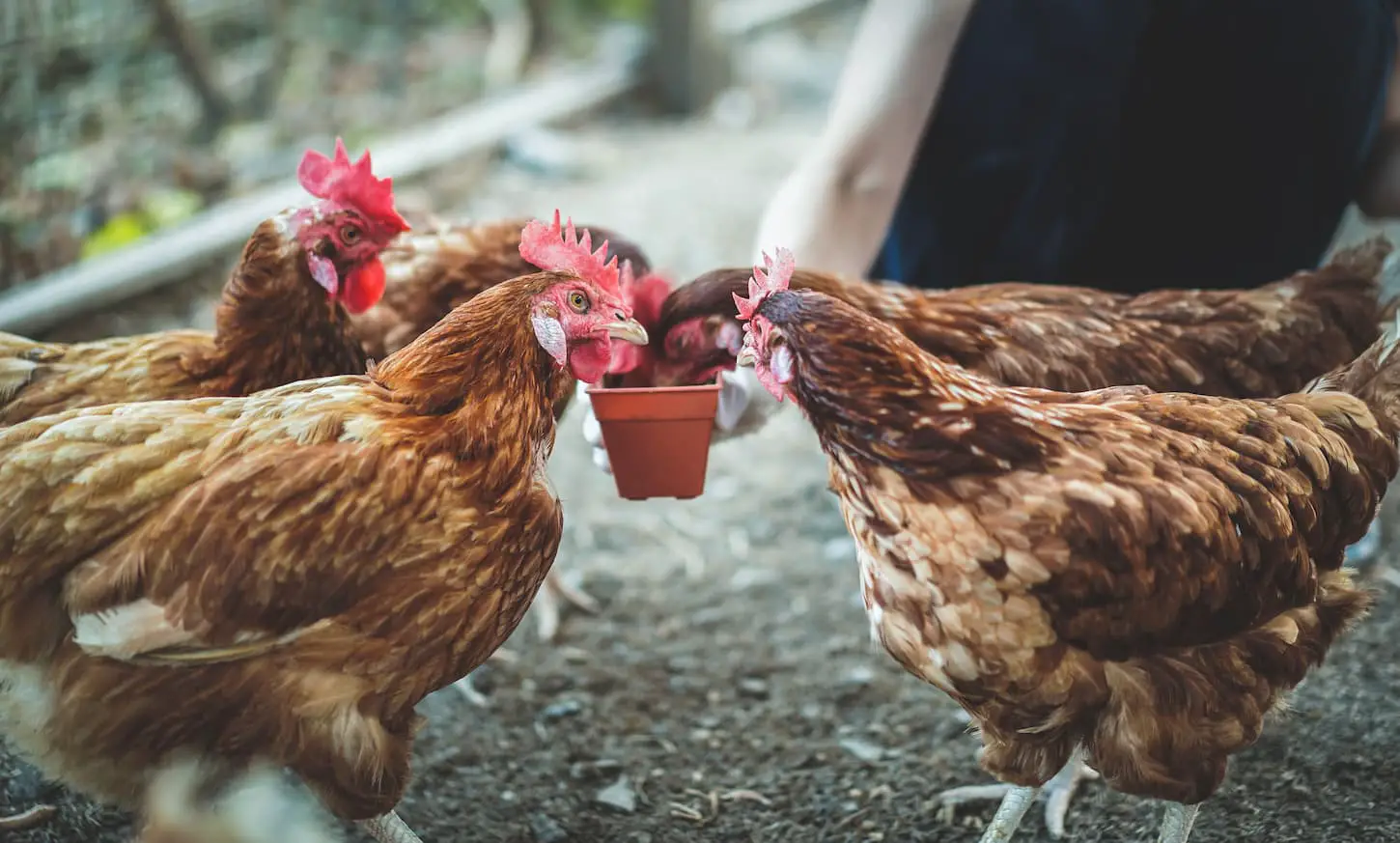 10 Clever Ways to Keep Chickens from Wasting Food