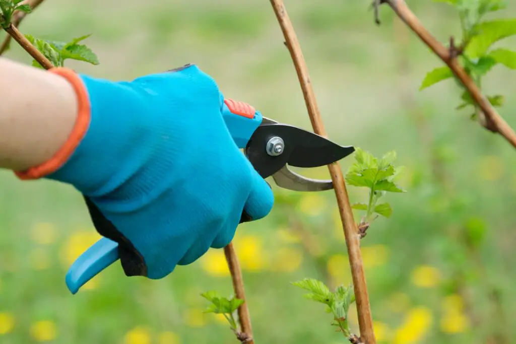 An image of spring pruning of raspberry bushes.
