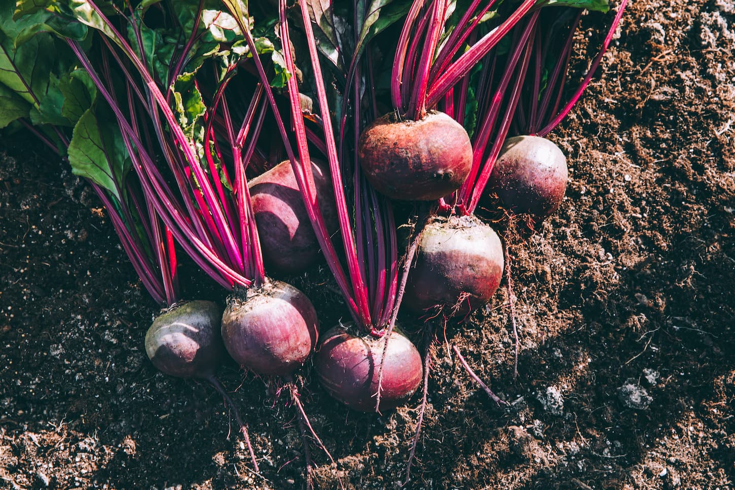 An image of newly harvested fresh organic beet on the ground.