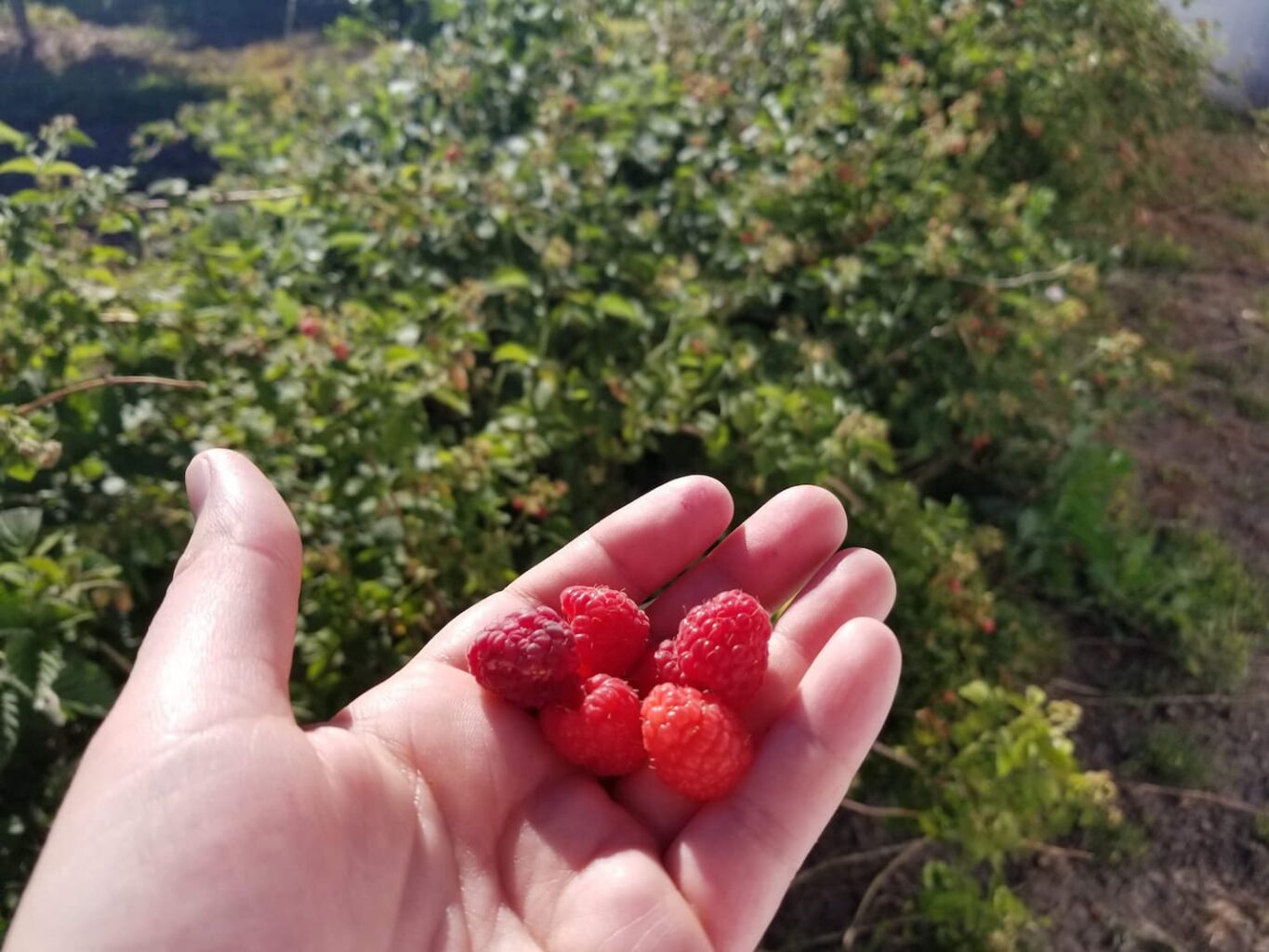 An image of freshly picked raspberries in our backyard next to the berry bushes.