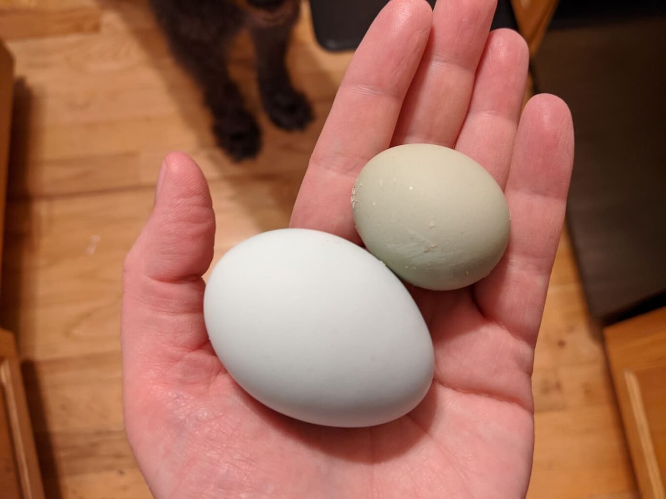 An image of a regular-sized next to a pullet egg in the palm of Kimberly Starr's hand.