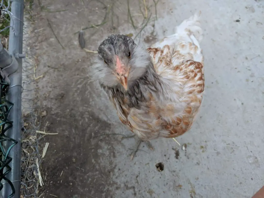 An image of free-range chicken on a chicken run looking at the camera