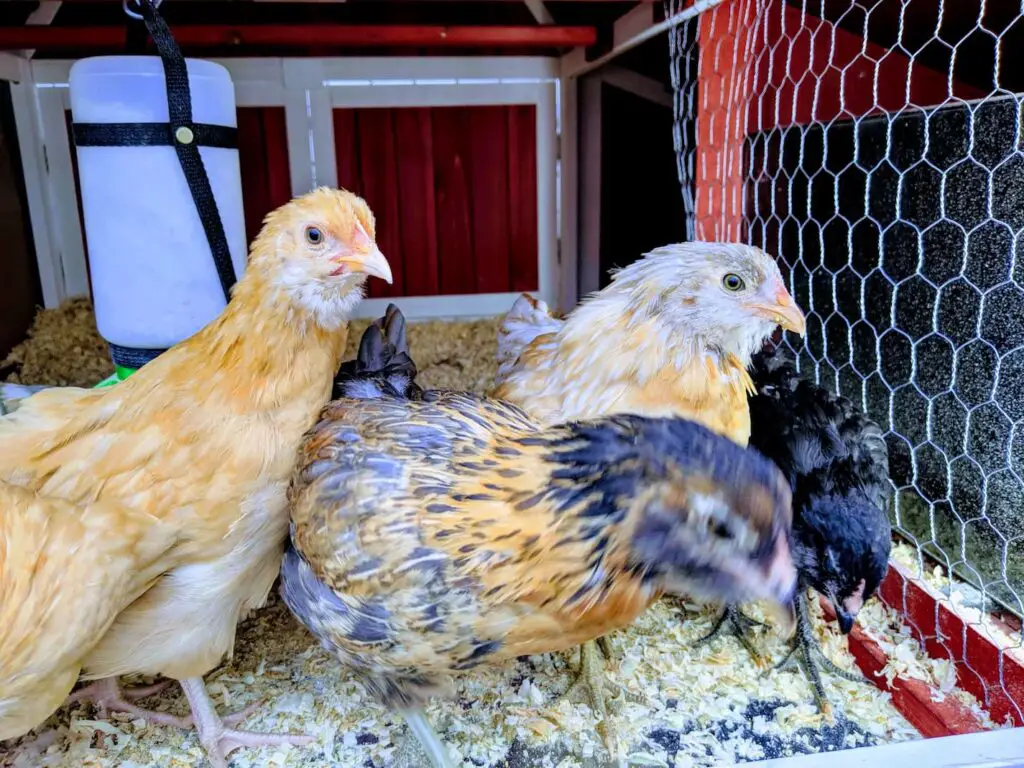 An image of our chickens as pullets inside their chicken coop.
