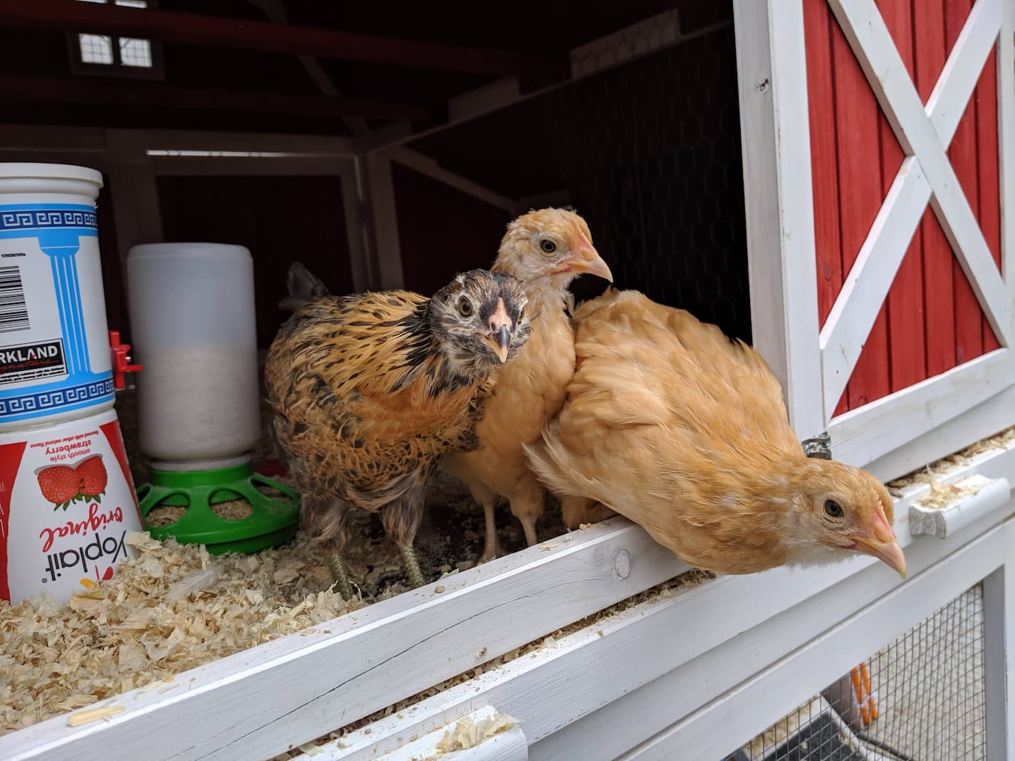 How to Keep a Chicken Coop Cool in the Summer