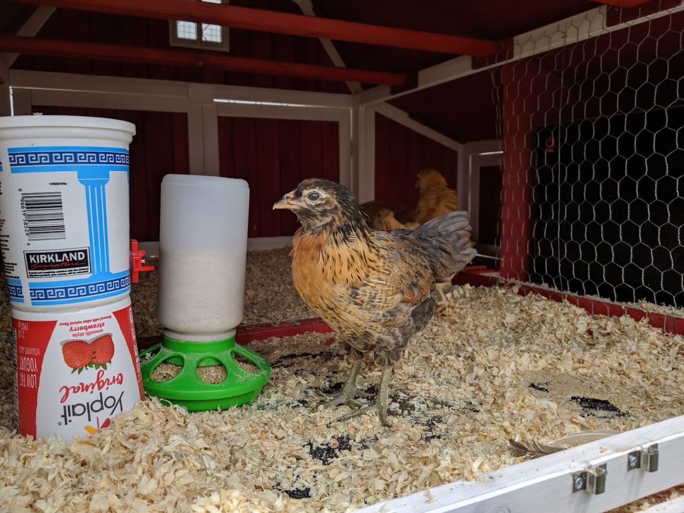 An image of our chicken named Hey hey inside the coop.