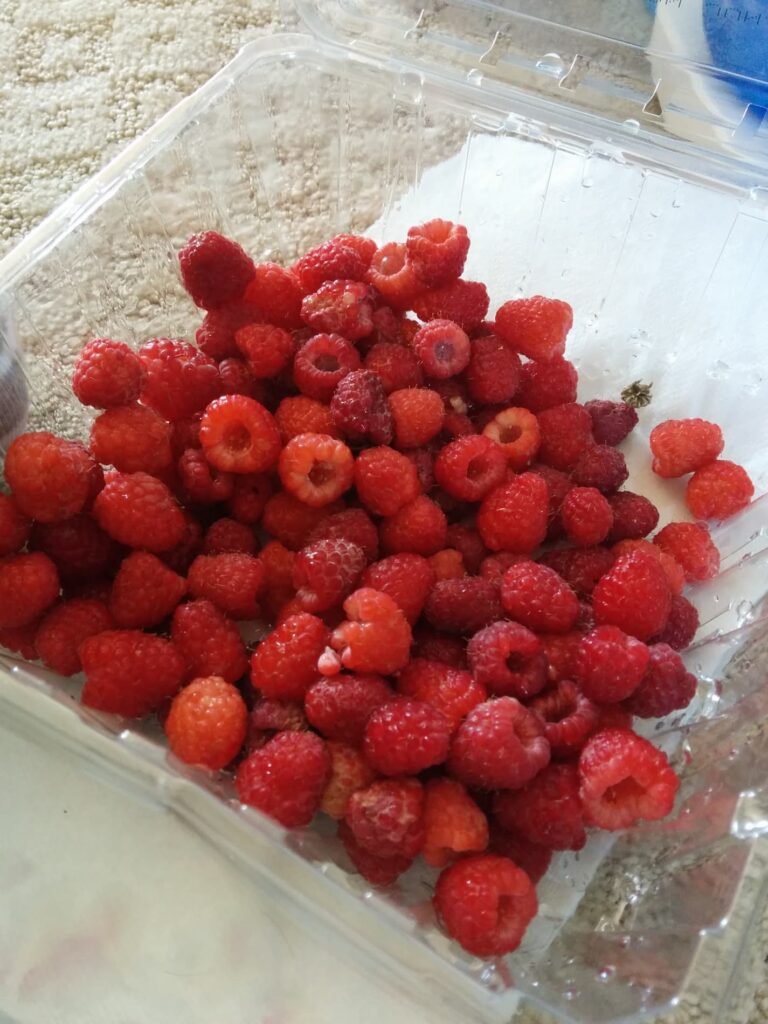 An image of freshly picked raspberries into a plastic container.