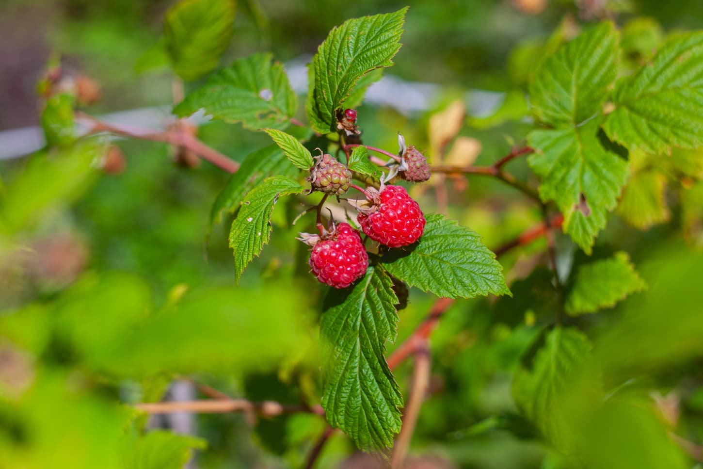 An image of raspberry bush with berries.