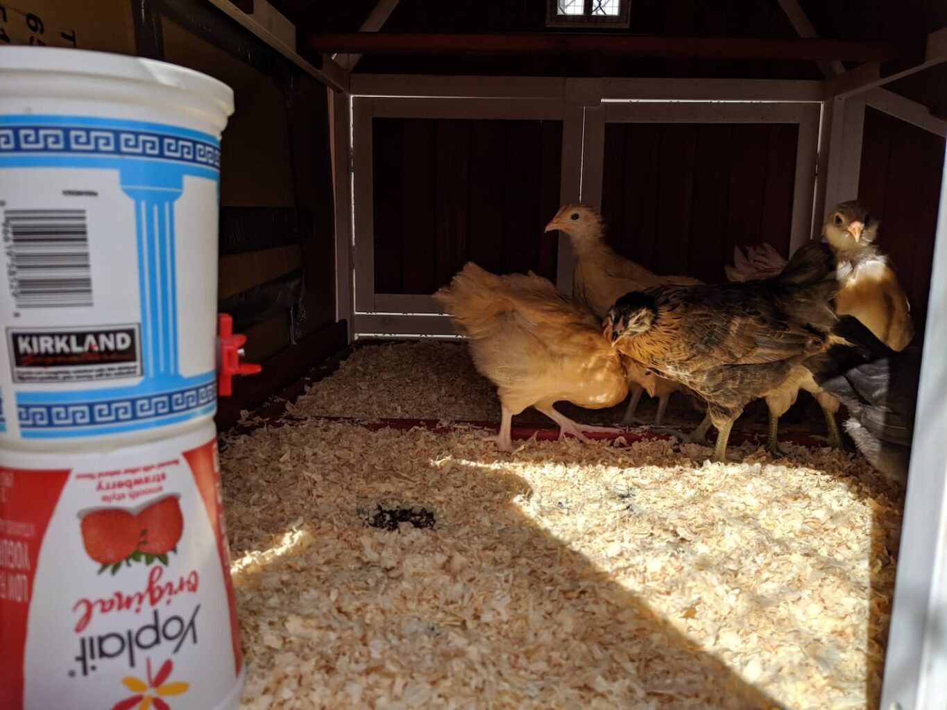 An image of Hey-hey, Kyckling, and Kooling the chickens in the coop staying cool.