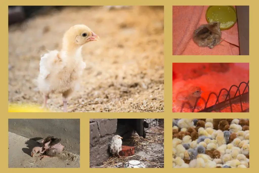 An image of collage of reasons why baby chicks die.