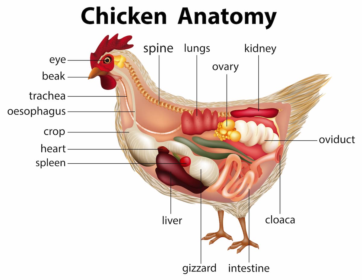 An image of chicken anatomy in the diagram.