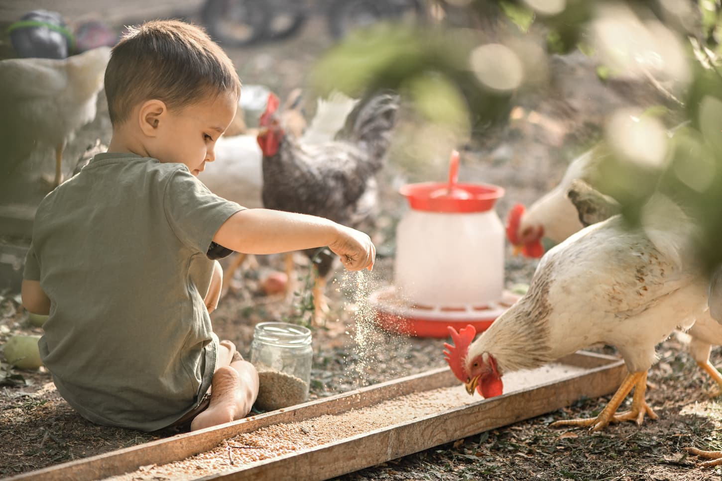 An image of a boy in his grandmother's village feeding the chickens millet.