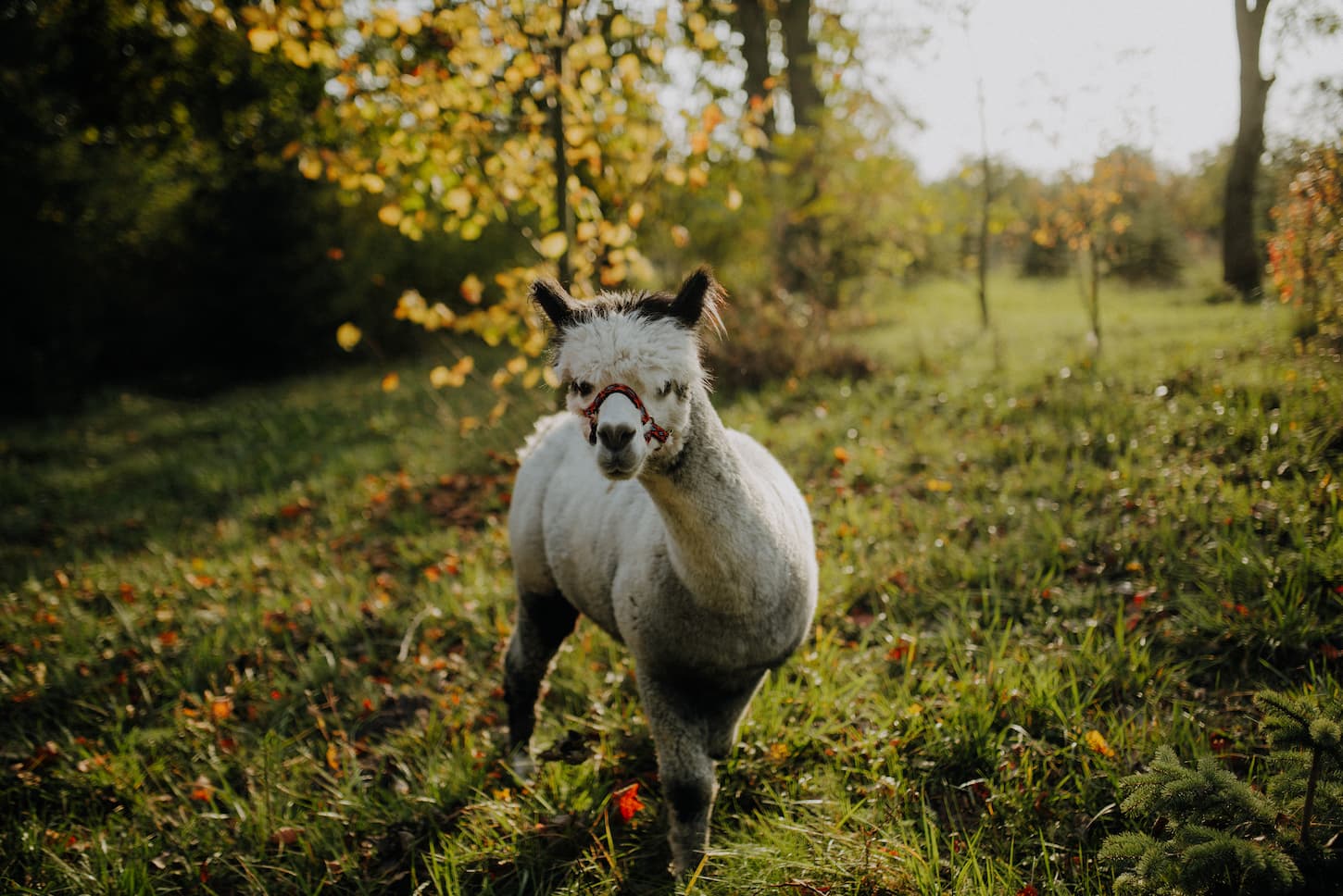 29 Best Treats for Alpacas (and 51 Treats to Avoid)