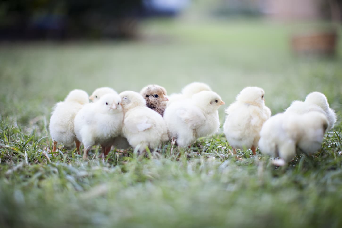 An image of baby chicks in an open grass area.