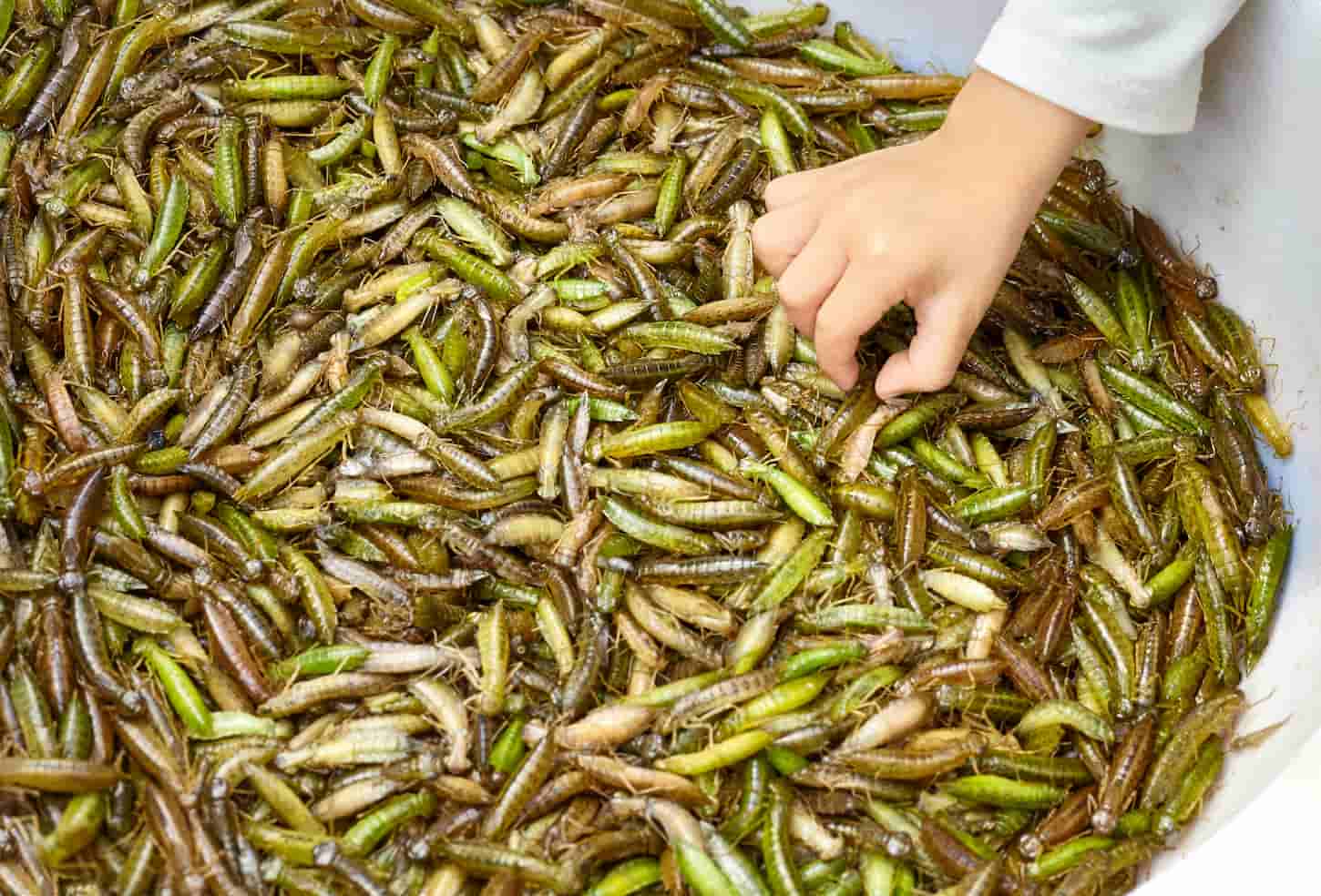 An image of a hand reaching for fresh edible insects on a local market.