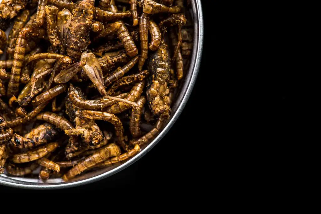 An image of edible grasshoppers crickets in a pot with dark copy space.