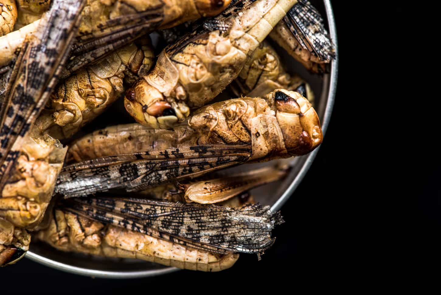 An image of edible fried worms in a pot on dark copy space.