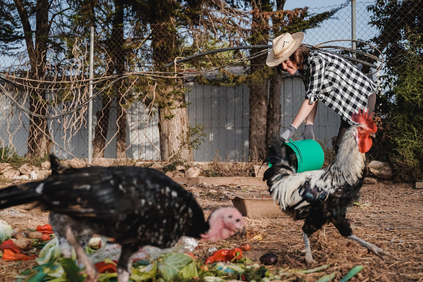 An image of a farmer woman feeding chickens with organic food inside a henhouse at a coop farm.